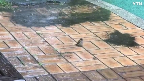 비오는 날 물놀이하는 참새