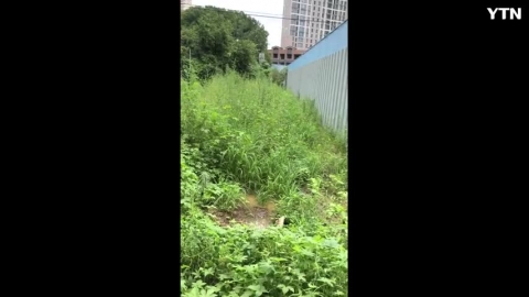 살려주세요. 우리맹꽁이