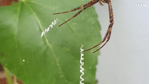 알파벳 스파이더