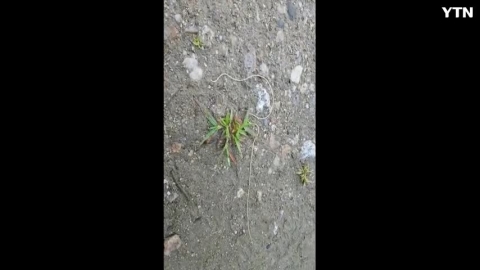 알비노  연가시