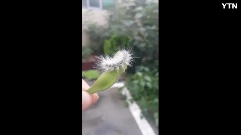 귀여운 벌레이 정체는?