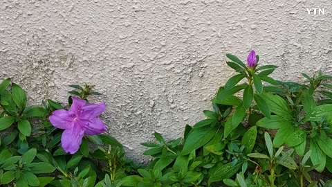 10월에 핀 철쭉꽃