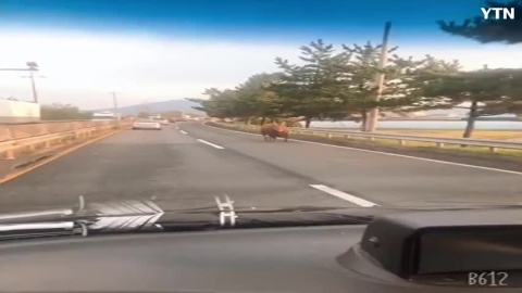 창원 대산면 도로에 소가 돌아다녀요