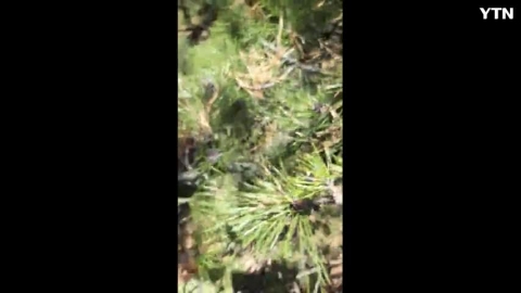 하늘에서 낙하하다가 소나무에 부딪쳐서 폭팔한것으로 추정되는 운석과 파편을 줍다