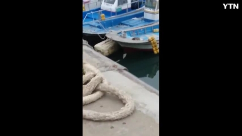 수달이  나타났다