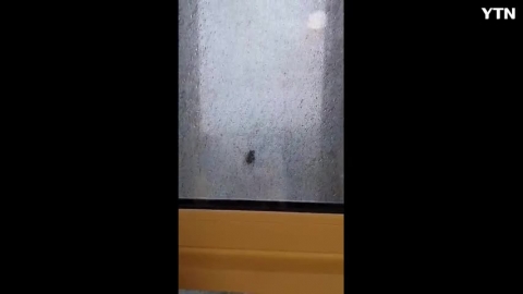 집중호우 피해 날라온 매미 한마리 