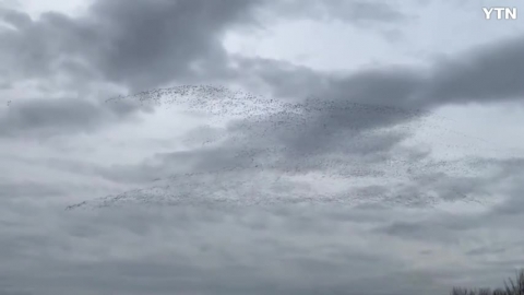 철새들의 대규모 이동