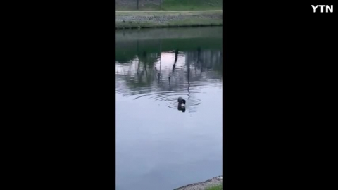 순천 동천에서 수달 출몰