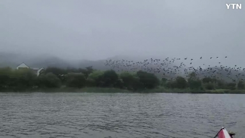 [신기한자연] 북한강에 가마우지떼