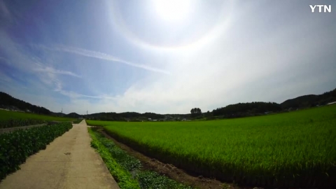 [신기한자연] 해무리 출현 9월 4일