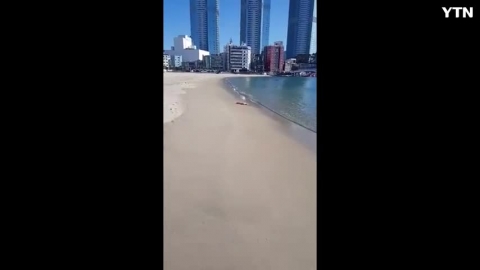 부산 송도해수욕장에서 대왕 갑오징어를 봤습니다