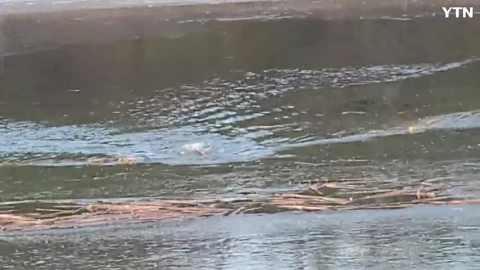 팔당호  수달 가족을 만났습니다.