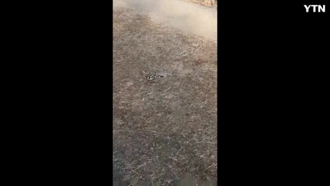 여름철새 후투티