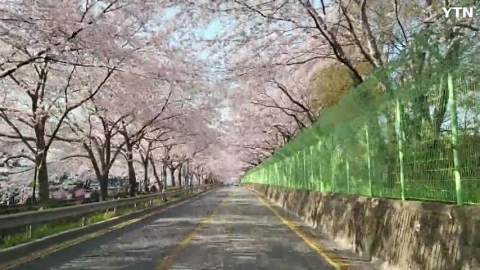 오늘 아침 진해 여좌천 벚꽃