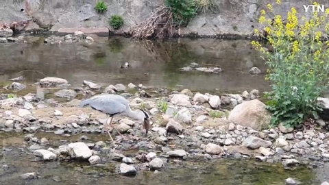 왜가리 아침식사