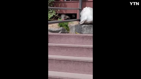 서울 강북구 우이천에 아기 너구리들이 서식중 입니다.