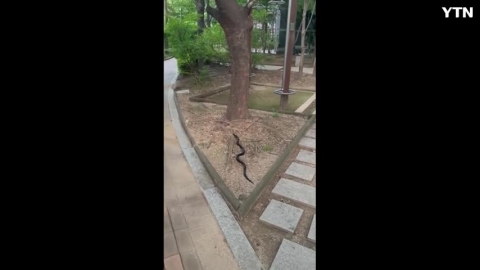 서울 아파트 단지에 나타난 먹구렁이(천연기념물)