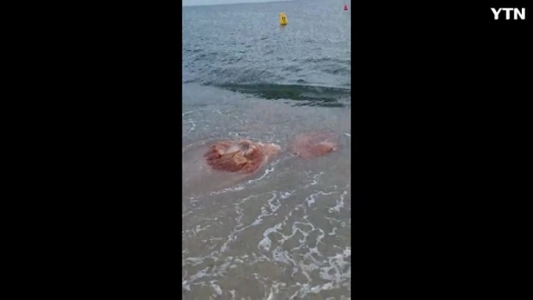 경주 오류고아라해수욕장 대왕해파리 출몰