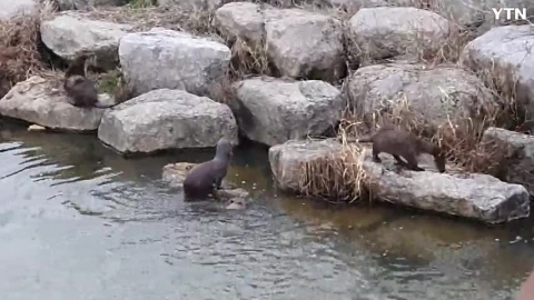수달 가족 봄 나들이