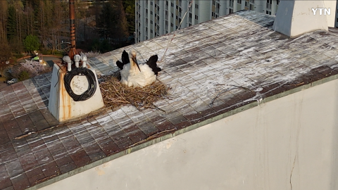 아파트 옥상에서 황새가 알을 낳았습니다. 