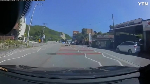 길 건너는 닭 가족