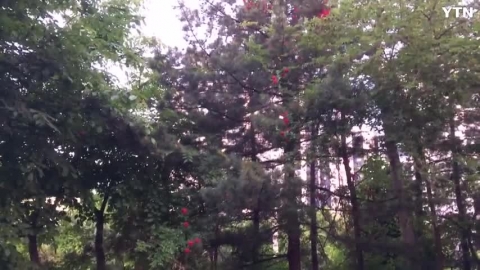 장미가 소나무 위로 올라간 까닭은?