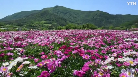 해발고도 1124m 보현산 자락에 핀 환상적인 작약꽃 축제 