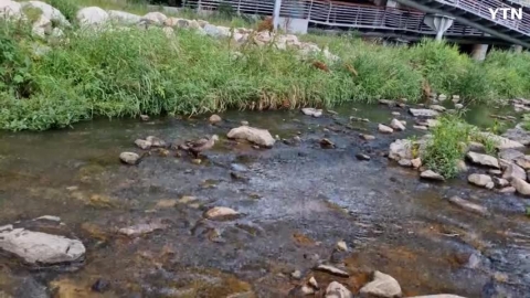 올해의 다산왕 제보합니다(새끼오리 18마리)